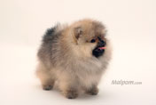Фото щенка немецкого миниатюрного цвергшпица питомника шпицев Malpom, девочка 3 месяца
