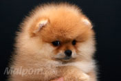 Фото щенка цвергшпица питомника померанских шпицев Мальпом