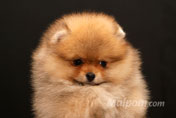Фото щенка померанского шпица 2 месяца 