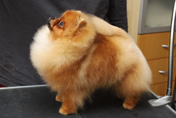 Шпиц померанский питомника Мальпом, фото щенка