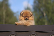 Фото щенка шпица померанского из питомника цвергшпицев Мальпом