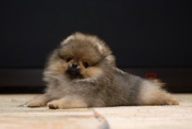 Фото щенка померанского шпица питомника Малпом 