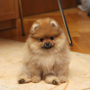 Фото щенка цвергшпица питомника шпицев Malpom, девочка 2 месяца 